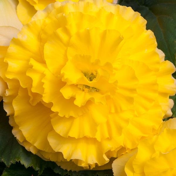 Begonia Majestic Yellow